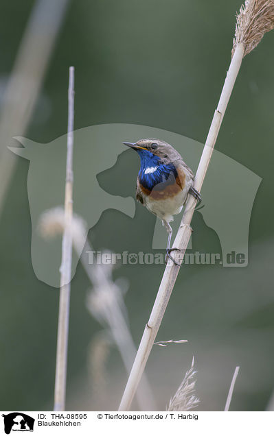 Blaukehlchen / bluethroat / THA-08595