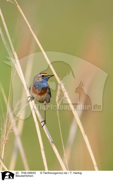 Blaukehlchen / bluethroat / THA-08600