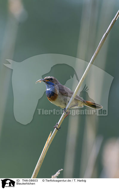 Blaukehlchen / bluethroat / THA-08603
