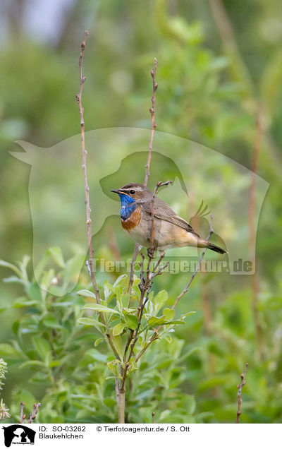 Blaukehlchen / SO-03262