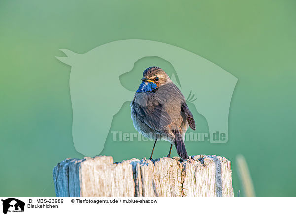 Blaukehlchen / bluethroat / MBS-23989