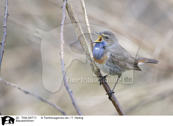 Blaukehlchen / bluethroat / THA-09711