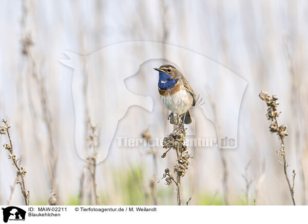 Blaukehlchen / bluethroat / MAW-02211
