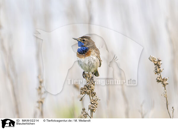 Blaukehlchen / bluethroat / MAW-02214
