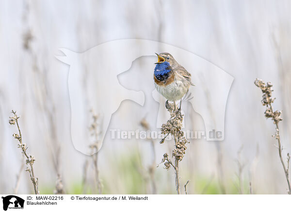 Blaukehlchen / bluethroat / MAW-02216