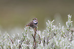 Blaukehlchen