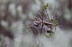 Blaukehlchen