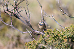 Blaukehlchen