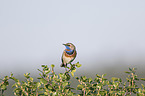 Blaukehlchen