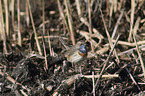 stehendes Blaukehlchen