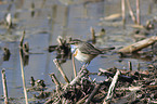 stehendes Blaukehlchen