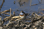 stehendes Blaukehlchen