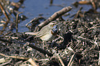 stehendes Blaukehlchen