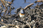 stehendes Blaukehlchen