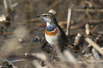 stehendes Blaukehlchen