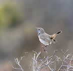 Blaukehlchen