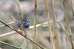 Blaukehlchen