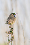 Blaukehlchen