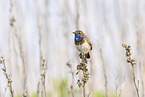 Blaukehlchen