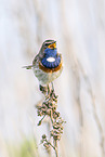 Blaukehlchen