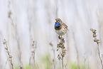 Blaukehlchen
