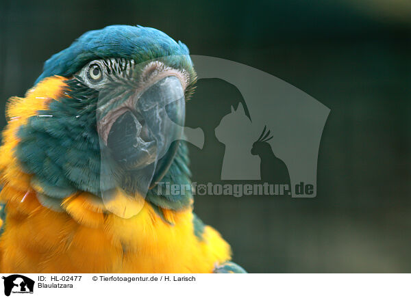Blaulatzara / blue-throated macaw / HL-02477