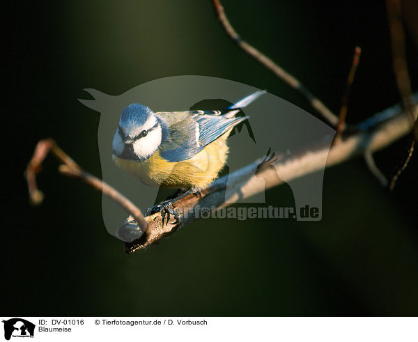 Blaumeise / tit / DV-01016