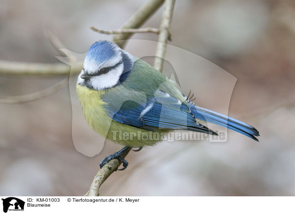 Blaumeise / tit / KM-01003