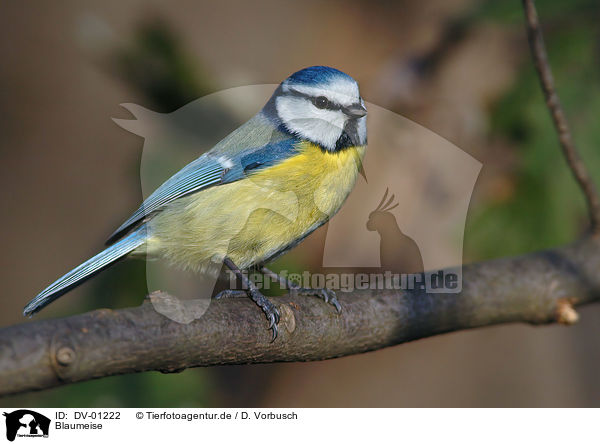 Blaumeise / tit / DV-01222