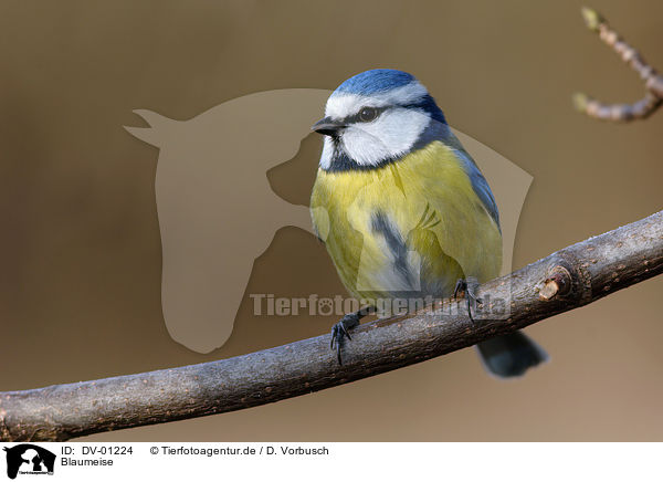 Blaumeise / tit / DV-01224