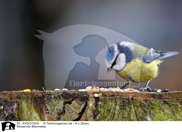 fressende Blaumeise / eating bluetit / AVD-01004