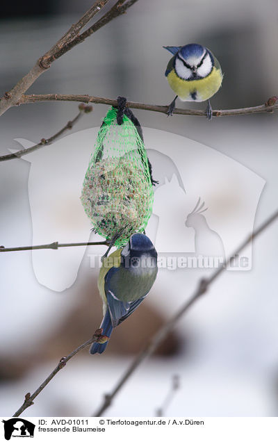 fressende Blaumeise / AVD-01011