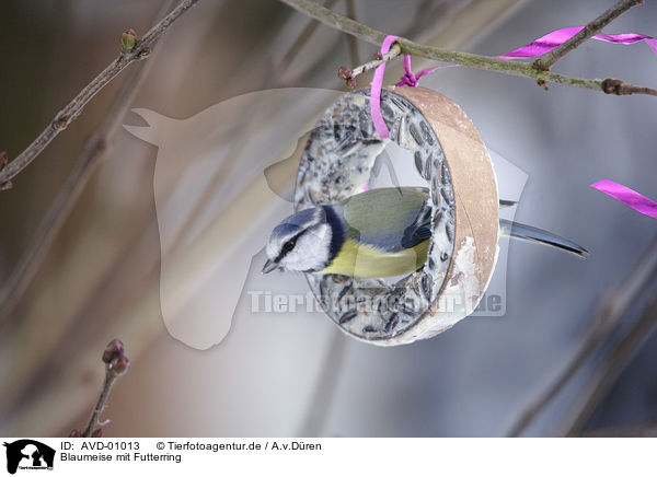 Blaumeise mit Futterring / bluetit with birdfood / AVD-01013