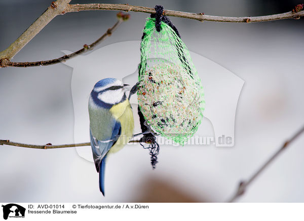 fressende Blaumeise / eating bluetit / AVD-01014