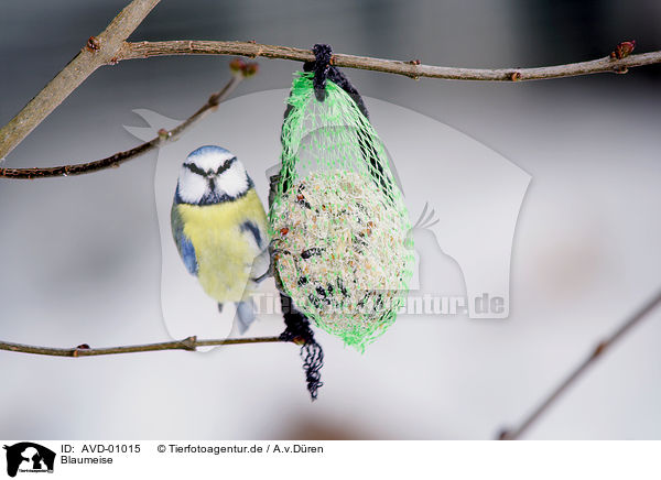 Blaumeise / bluetit / AVD-01015