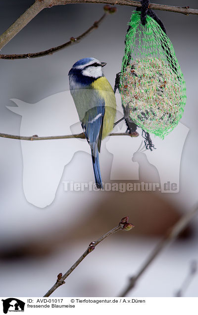 fressende Blaumeise / eating bluetit / AVD-01017