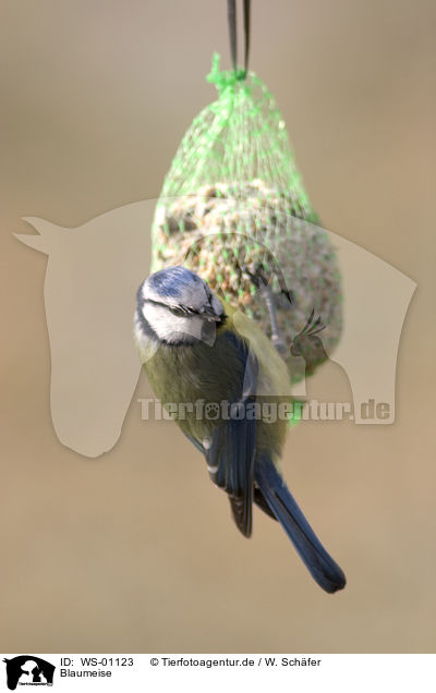 Blaumeise / blue tit / WS-01123