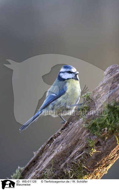 Blaumeise / blue tit / WS-01126