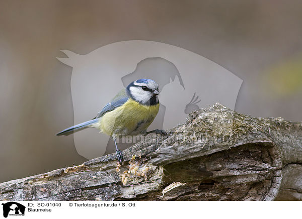 Blaumeise / blue tit / SO-01040