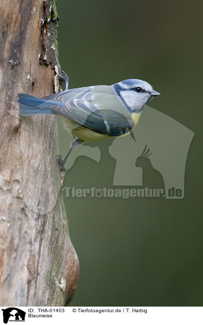 Blaumeise / blue tit / THA-01403