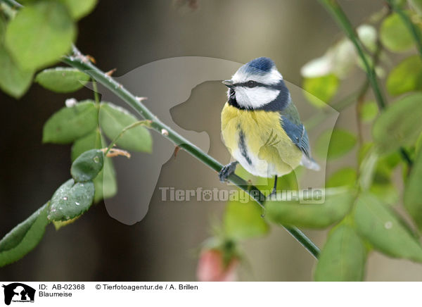 Blaumeise / bluetit / AB-02368