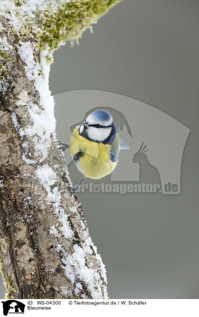 Blaumeise / WS-04300