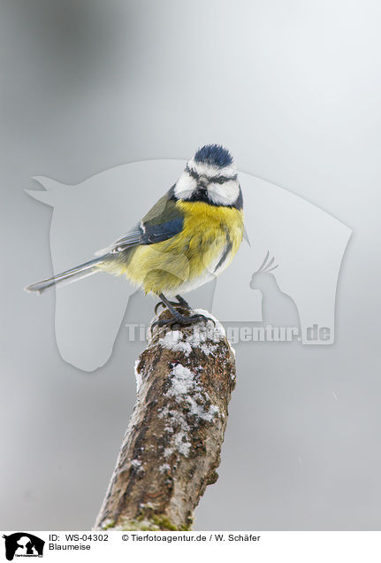 Blaumeise / bluetit / WS-04302