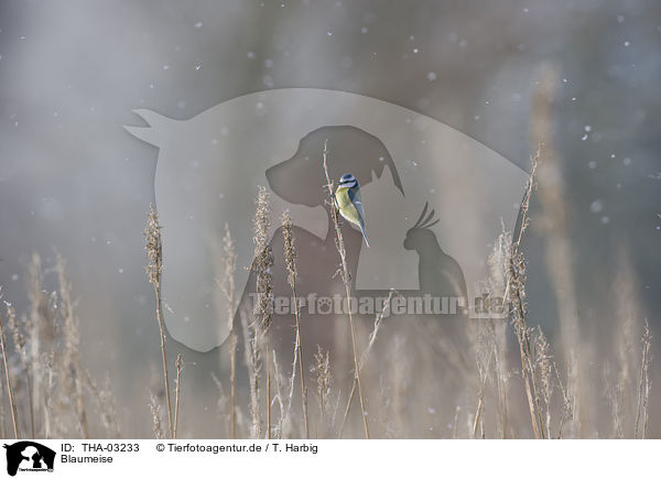 Blaumeise / bluetit / THA-03233