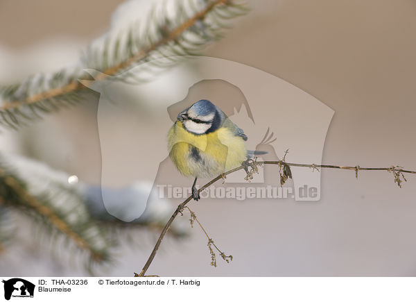 Blaumeise / bluetit / THA-03236