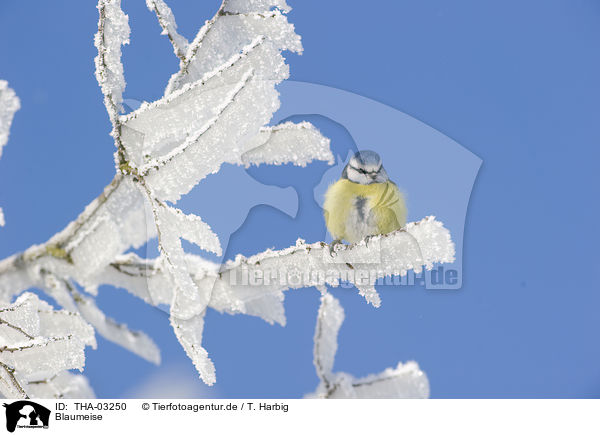 Blaumeise / bluetit / THA-03250