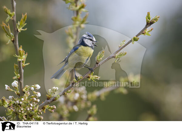 Blaumeise / THA-04118