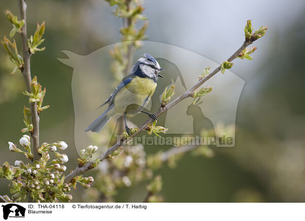 Blaumeise / bluetit / THA-04118