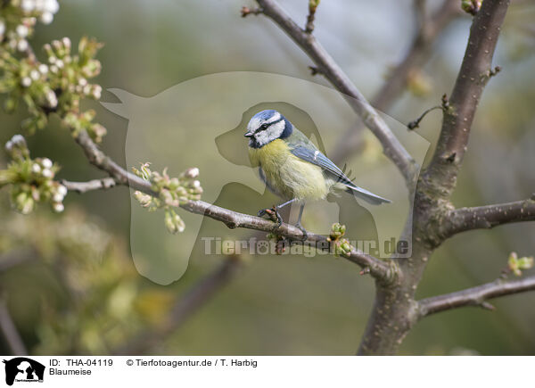 Blaumeise / THA-04119