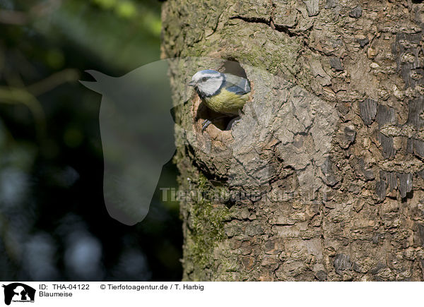 Blaumeise / THA-04122